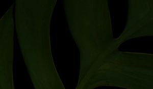 Preview wallpaper leaf, green, dark, macro, plant