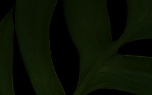 Preview wallpaper leaf, green, dark, macro, plant