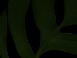 Preview wallpaper leaf, green, dark, macro, plant