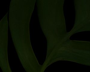 Preview wallpaper leaf, green, dark, macro, plant