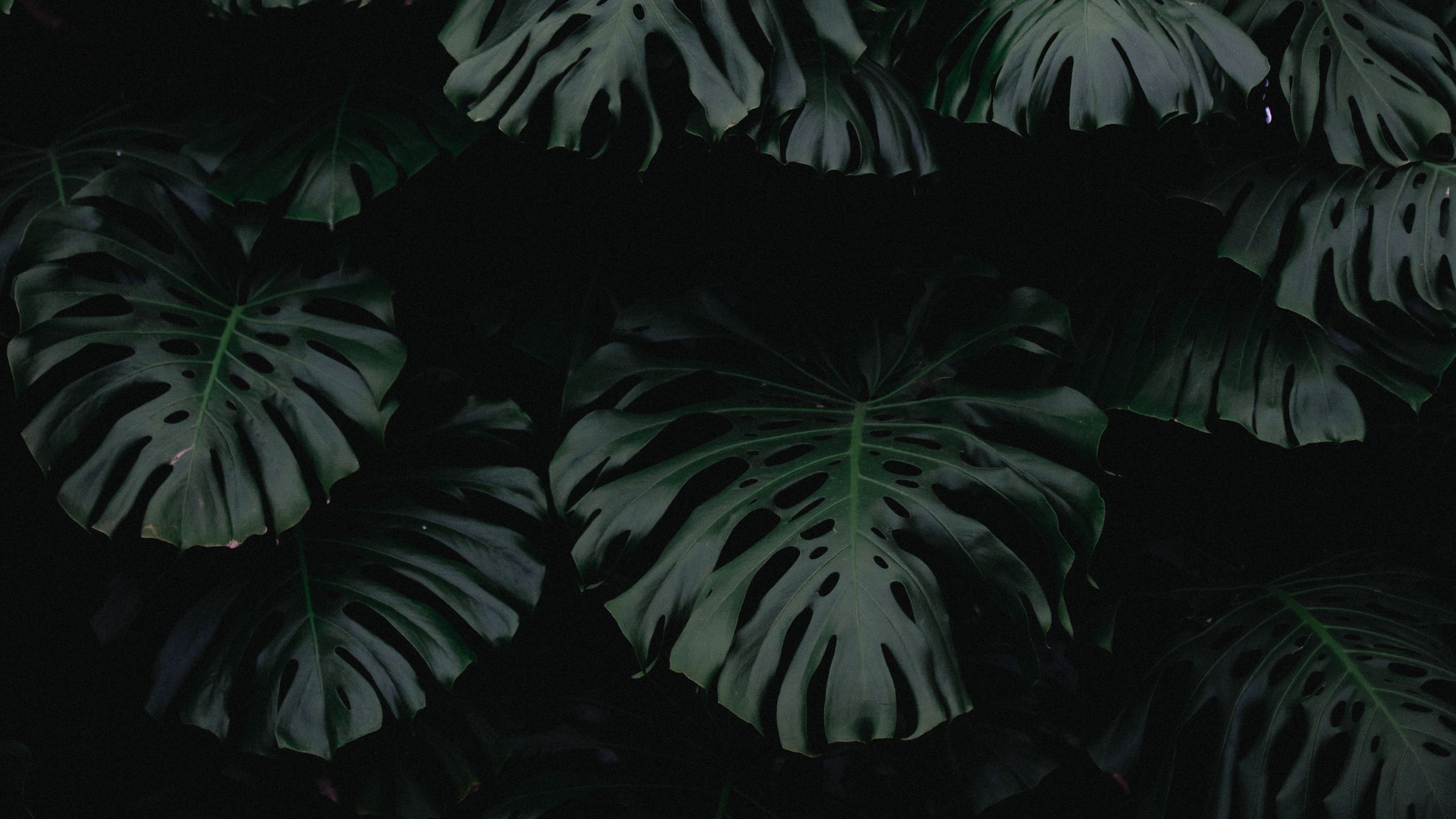 Download wallpaper 2560x1440 leaf, green, dark, plant widescreen 169