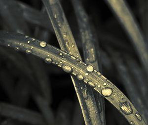 Preview wallpaper leaf, green, drop, dark