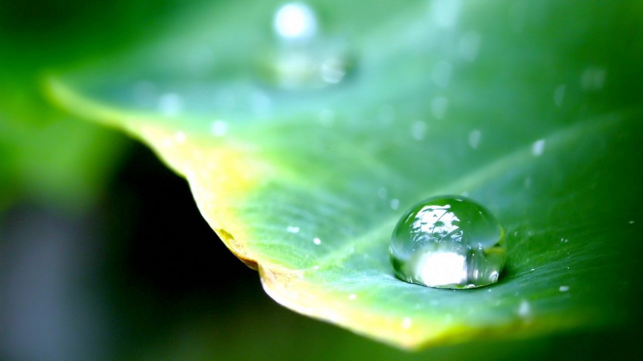 Wallpaper leaf, green, drop, dew, major