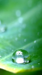 Preview wallpaper leaf, green, drop, dew, major