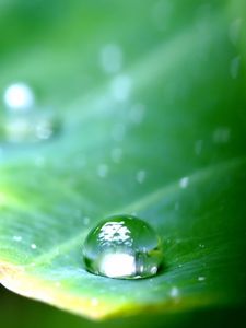 Preview wallpaper leaf, green, drop, dew, major