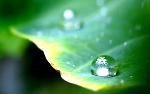 Preview wallpaper leaf, green, drop, dew, major