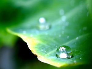 Preview wallpaper leaf, green, drop, dew, major