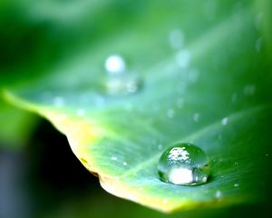 Preview wallpaper leaf, green, drop, dew, major