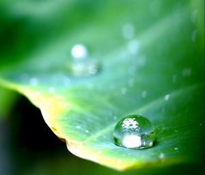 Preview wallpaper leaf, green, drop, dew, major