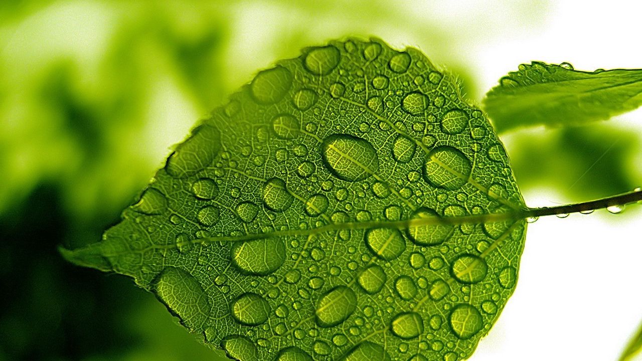 Wallpaper leaf, green, drops, water, form