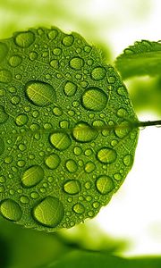 Preview wallpaper leaf, green, drops, water, form