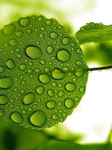 Preview wallpaper leaf, green, drops, water, form