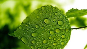 Preview wallpaper leaf, green, drops, water, form