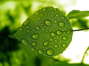 Preview wallpaper leaf, green, drops, water, form