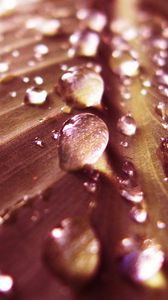 Preview wallpaper leaf, green, drops, dew