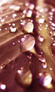 Preview wallpaper leaf, green, drops, dew