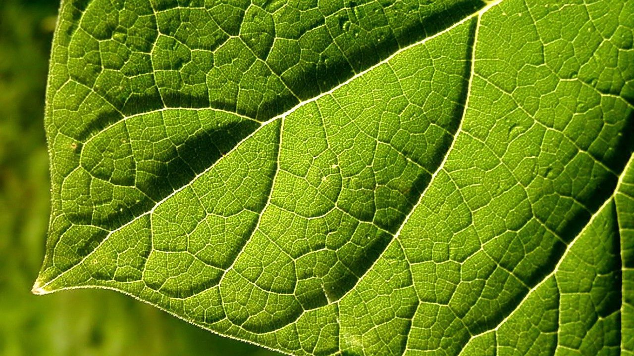 Wallpaper leaf, green, form, bright