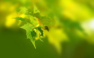 Preview wallpaper leaf, green, light, summer