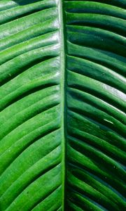 Preview wallpaper leaf, green, macro, plant