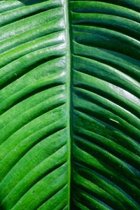 Preview wallpaper leaf, green, macro, plant