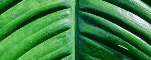 Preview wallpaper leaf, green, macro, plant