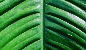 Preview wallpaper leaf, green, macro, plant