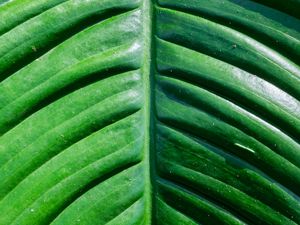 Preview wallpaper leaf, green, macro, plant