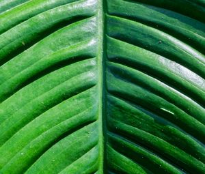 Preview wallpaper leaf, green, macro, plant