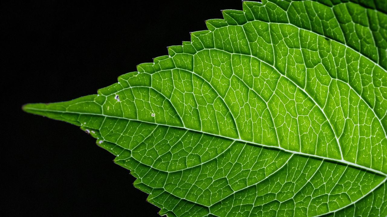 Wallpaper leaf, green, macro, veins, black background