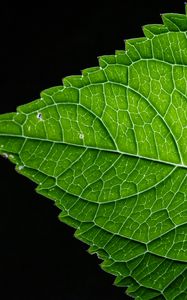 Preview wallpaper leaf, green, macro, veins, black background