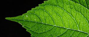 Preview wallpaper leaf, green, macro, veins, black background