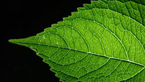 Preview wallpaper leaf, green, macro, veins, black background