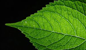 Preview wallpaper leaf, green, macro, veins, black background