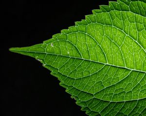 Preview wallpaper leaf, green, macro, veins, black background
