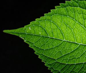 Preview wallpaper leaf, green, macro, veins, black background