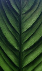 Preview wallpaper leaf, green, macro, texture, surface