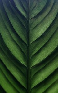Preview wallpaper leaf, green, macro, texture, surface