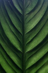 Preview wallpaper leaf, green, macro, texture, surface