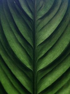 Preview wallpaper leaf, green, macro, texture, surface