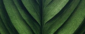 Preview wallpaper leaf, green, macro, texture, surface