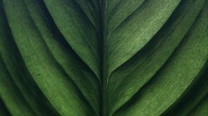 Preview wallpaper leaf, green, macro, texture, surface