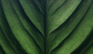 Preview wallpaper leaf, green, macro, texture, surface
