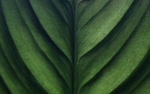 Preview wallpaper leaf, green, macro, texture, surface