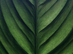 Preview wallpaper leaf, green, macro, texture, surface