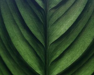 Preview wallpaper leaf, green, macro, texture, surface