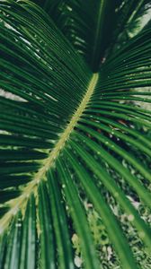 Preview wallpaper leaf, green, macro