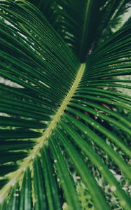 Preview wallpaper leaf, green, macro