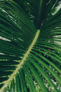 Preview wallpaper leaf, green, macro