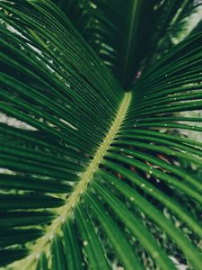 Preview wallpaper leaf, green, macro