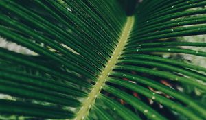 Preview wallpaper leaf, green, macro